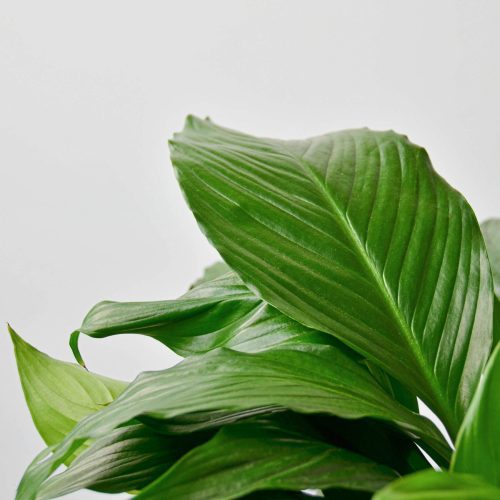 6 SPATHIPHYLLUM GREEN 2