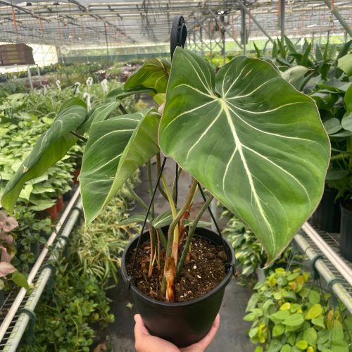 8 PHILODENDRON GLORIOSUM TEMP 6.28.24