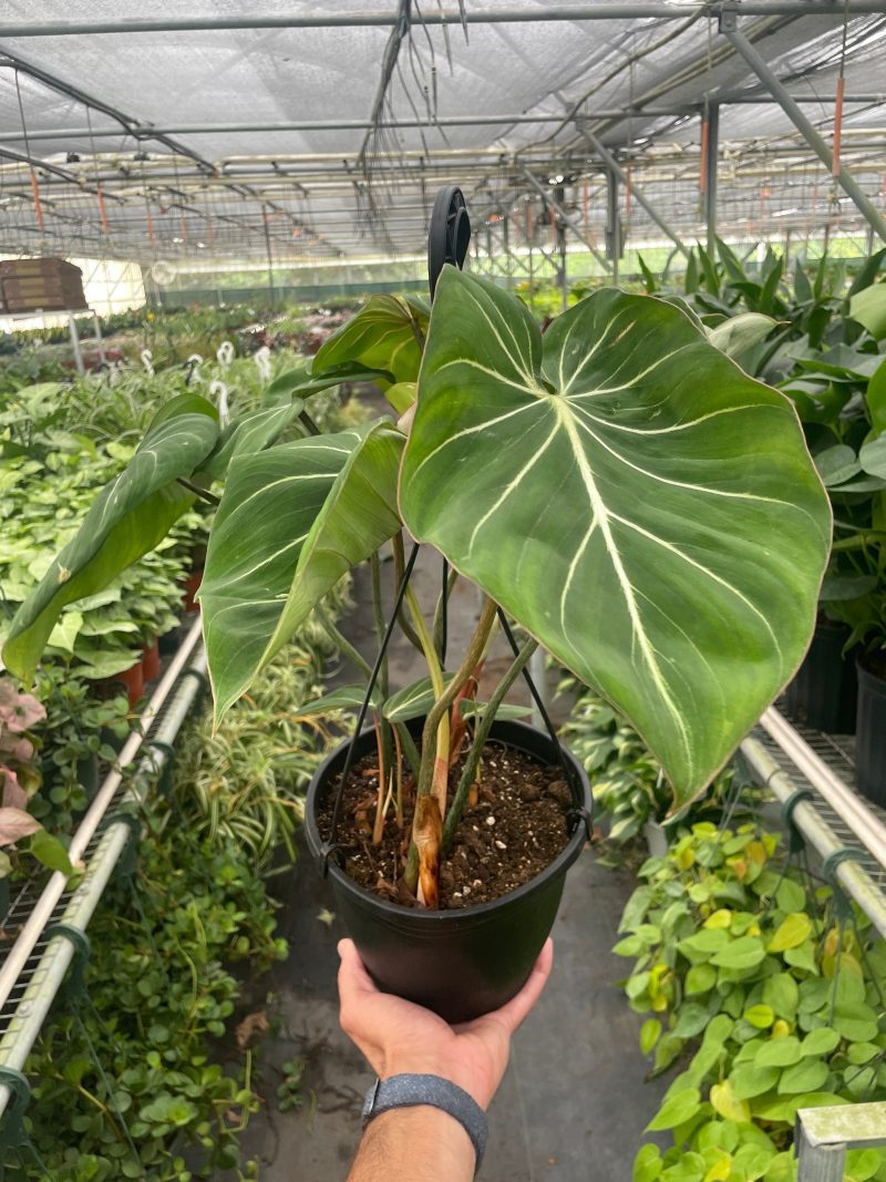 8 PHILODENDRON GLORIOSUM TEMP 6.28.24