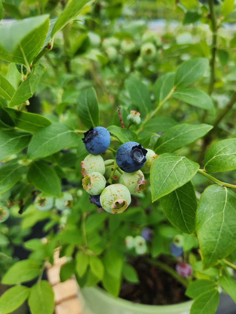 ABNorthlandBlueberryCloseup062823