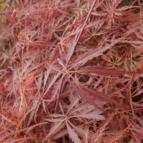 Acer crimson queen0