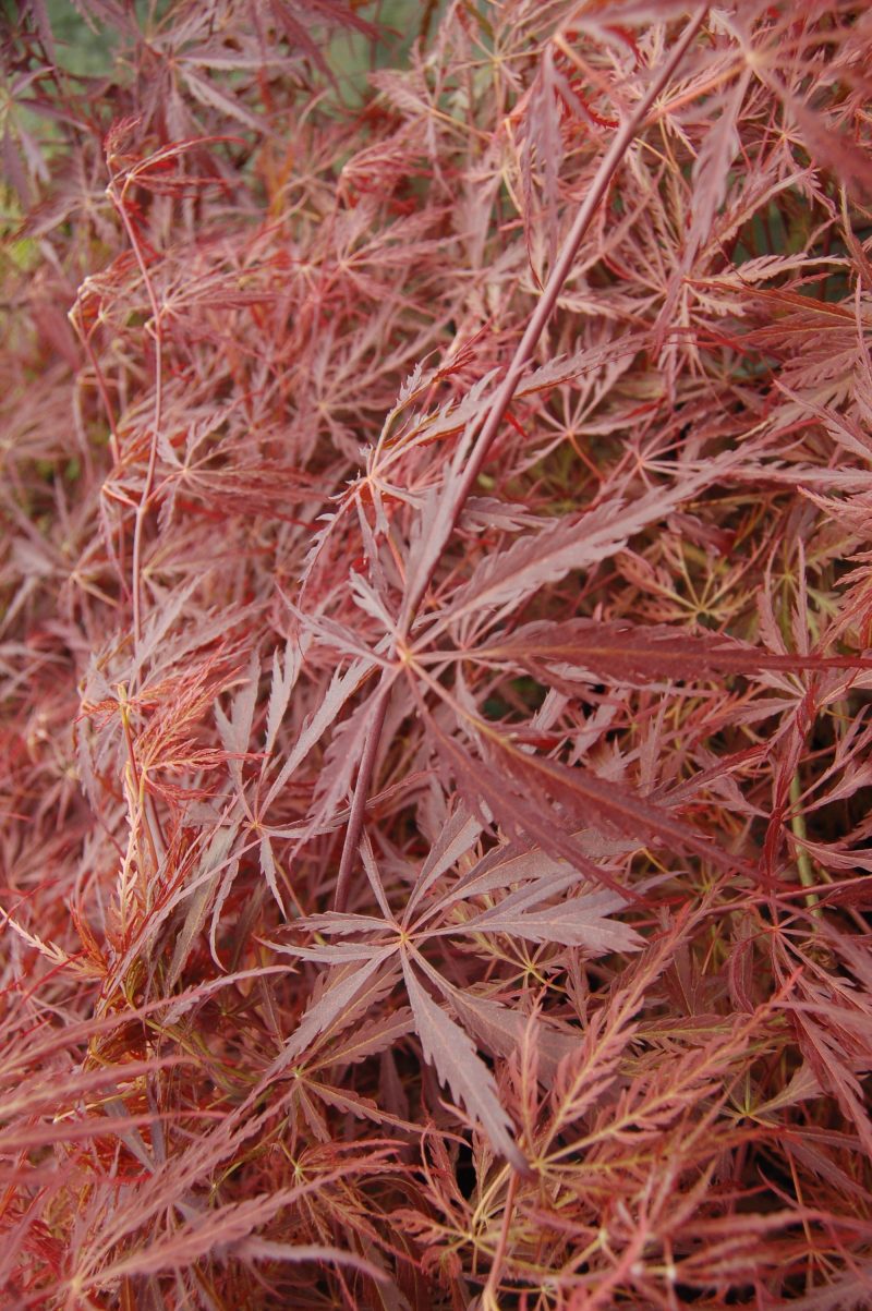 Acer crimson queen0