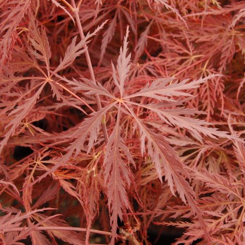 Acer crimson queen8