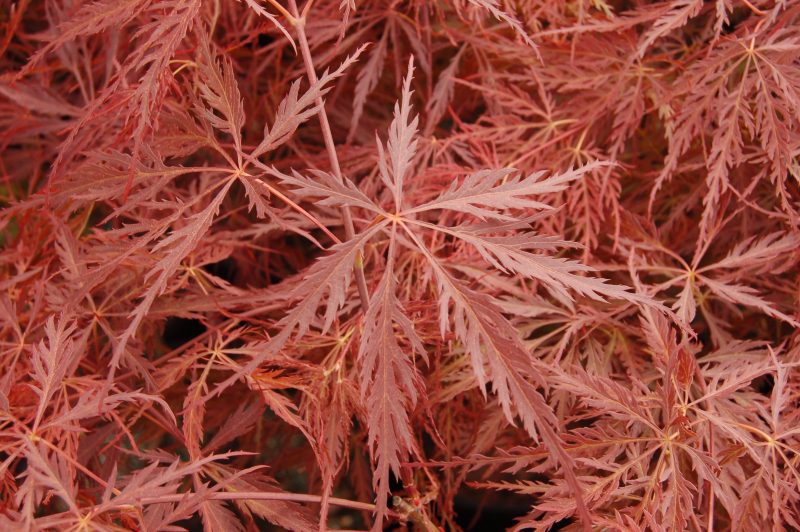 Acer crimson queen8