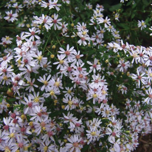 Aster cordifolius Cnorthcreek