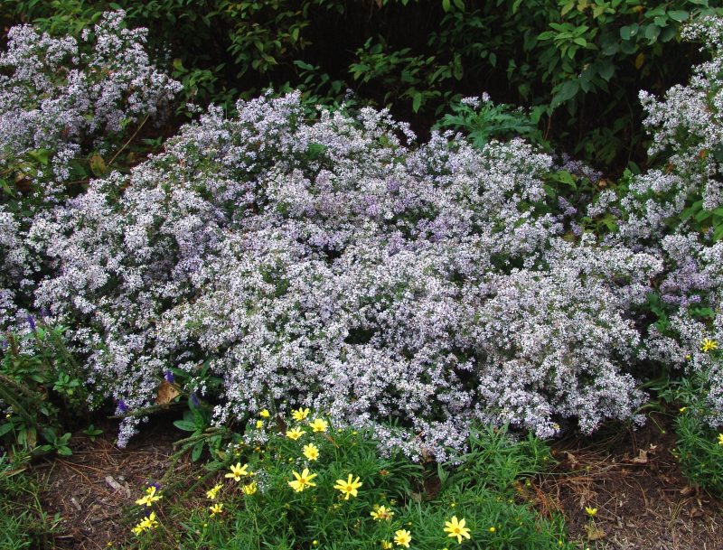 Aster cordifolius Cnorthcreek7