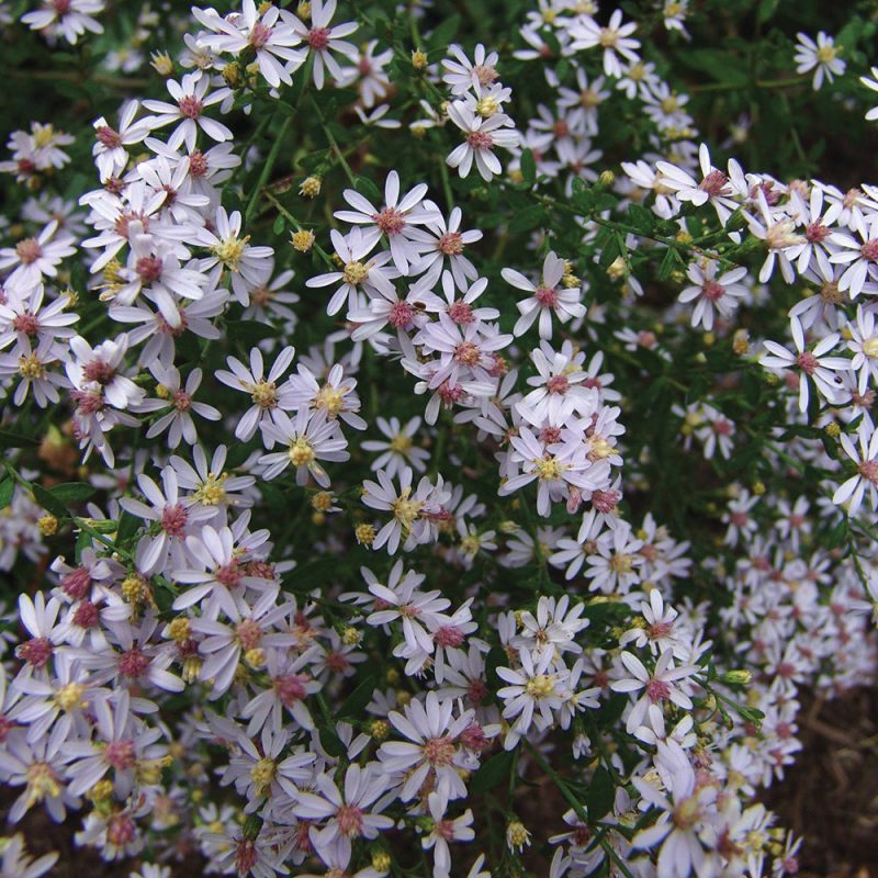 Aster cordifolius Cnorthcreek RGBCrop