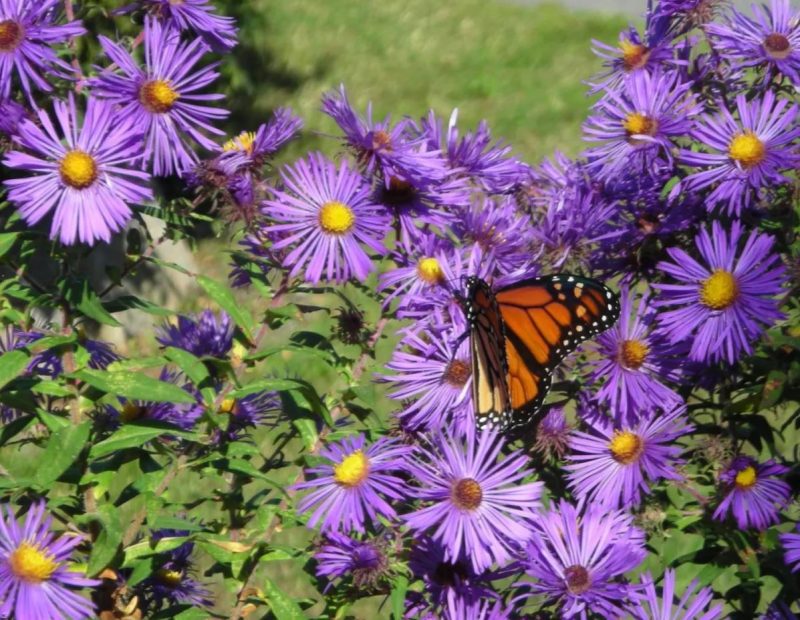 Aster novae ang WEB