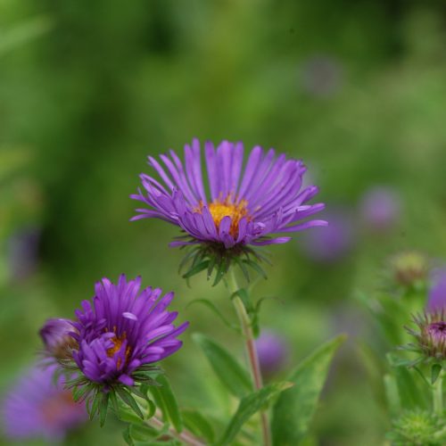 Aster novae angliae Flw CNorthCreek