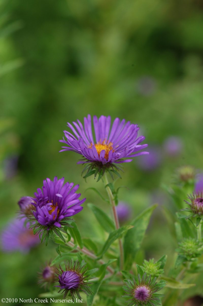 Aster novae angliae Flw CNorthCreek