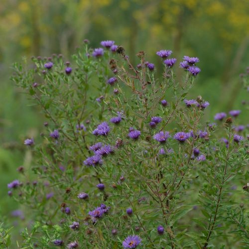 Aster novae angliae Hab CNorthCreek