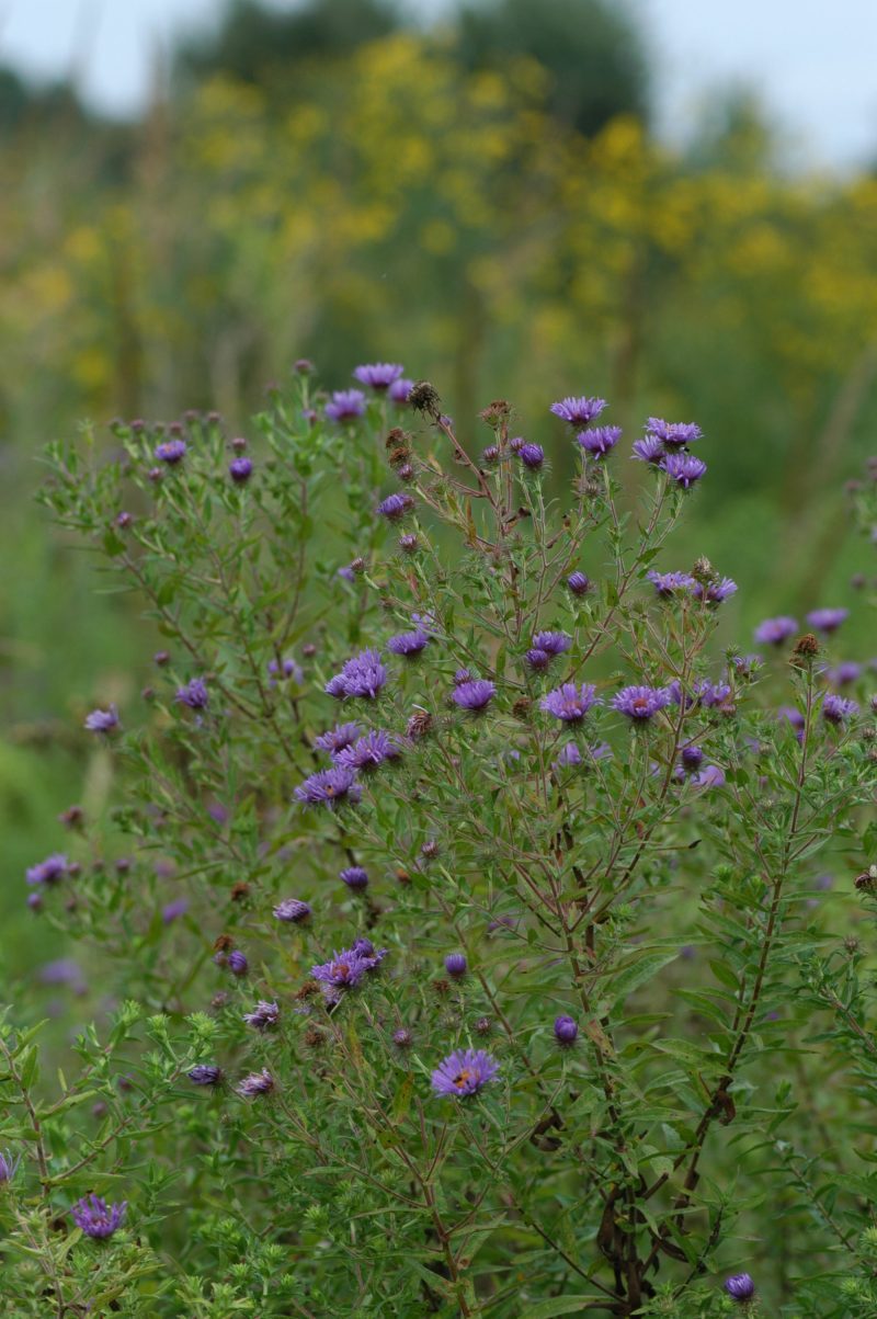 Aster novae angliae Hab CNorthCreek