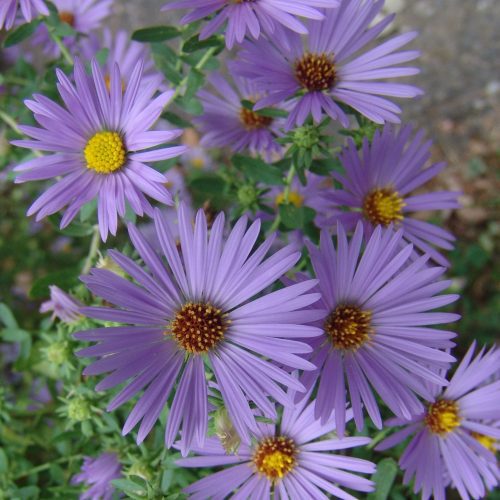 Aster oblo October Skies Cnorthcreek34