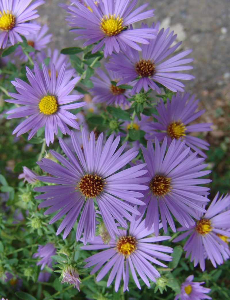 Aster oblo October Skies Cnorthcreek34