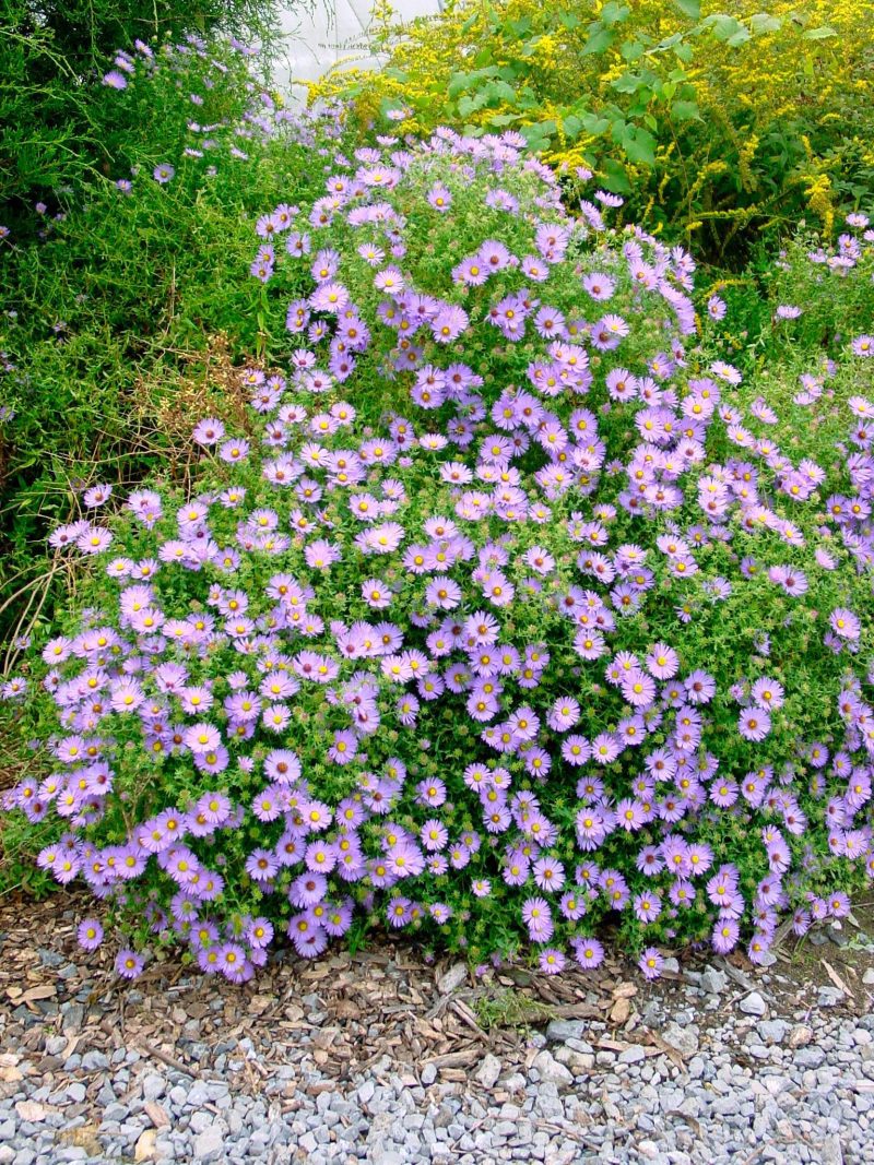 Aster oblo October Skies Cnorthcreek344