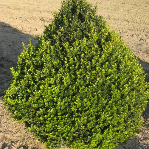 Buxus Cranberry Creek Cwilloway