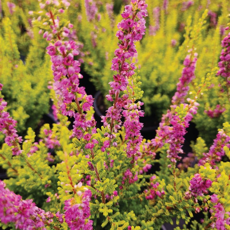 CALLUNA FIREFLY KPAX