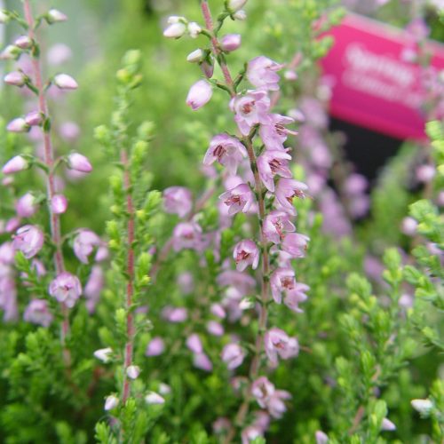 Calluna spring torch PCF34