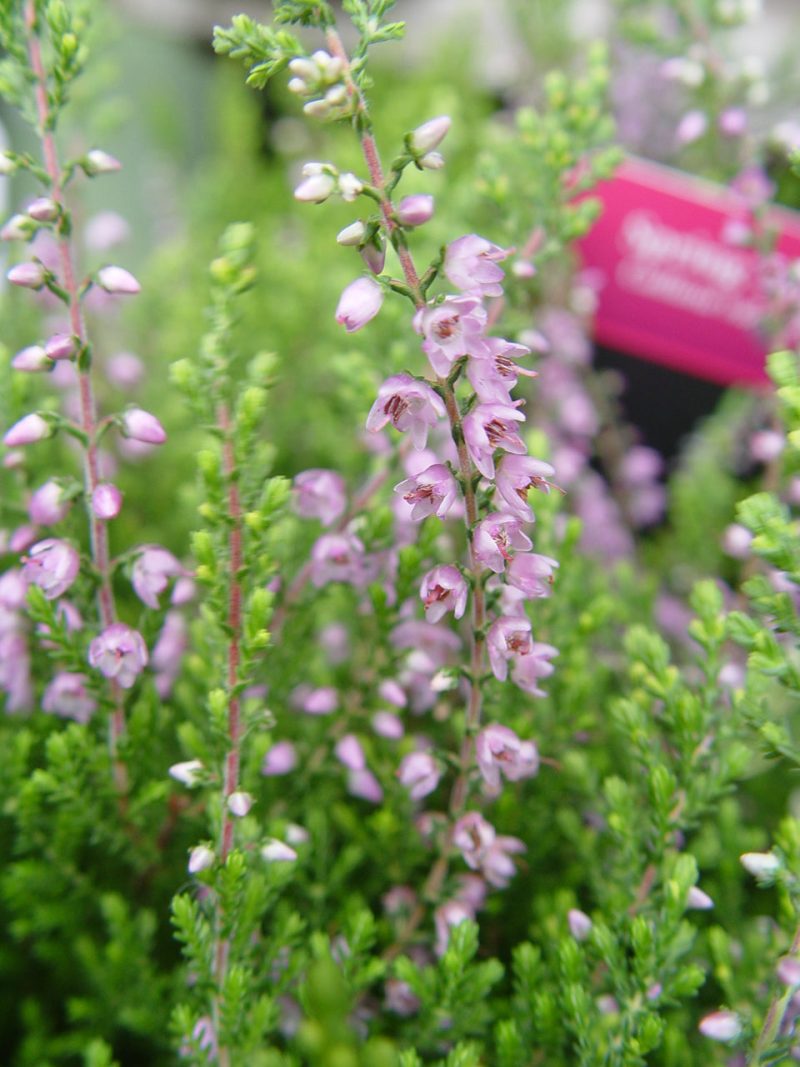 Calluna spring torch PCF34