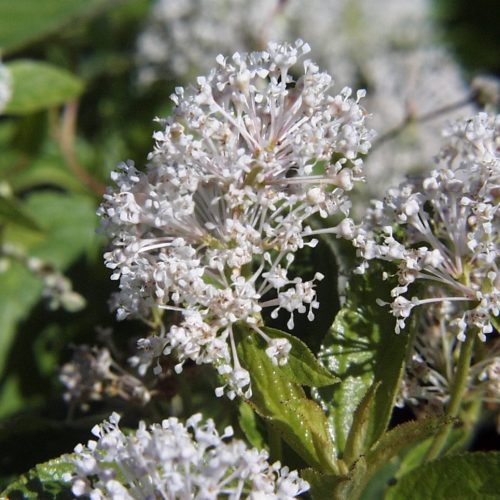 Ceanothus americanus C USFS