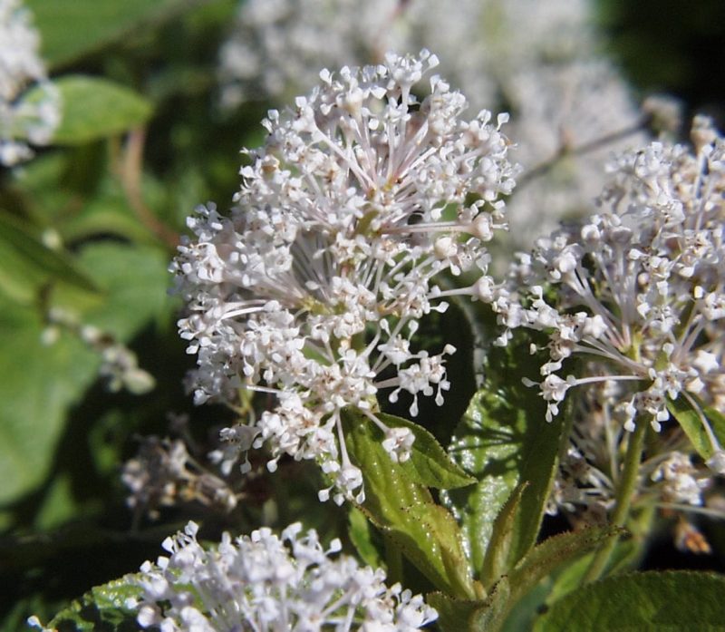 Ceanothus americanus C USFS