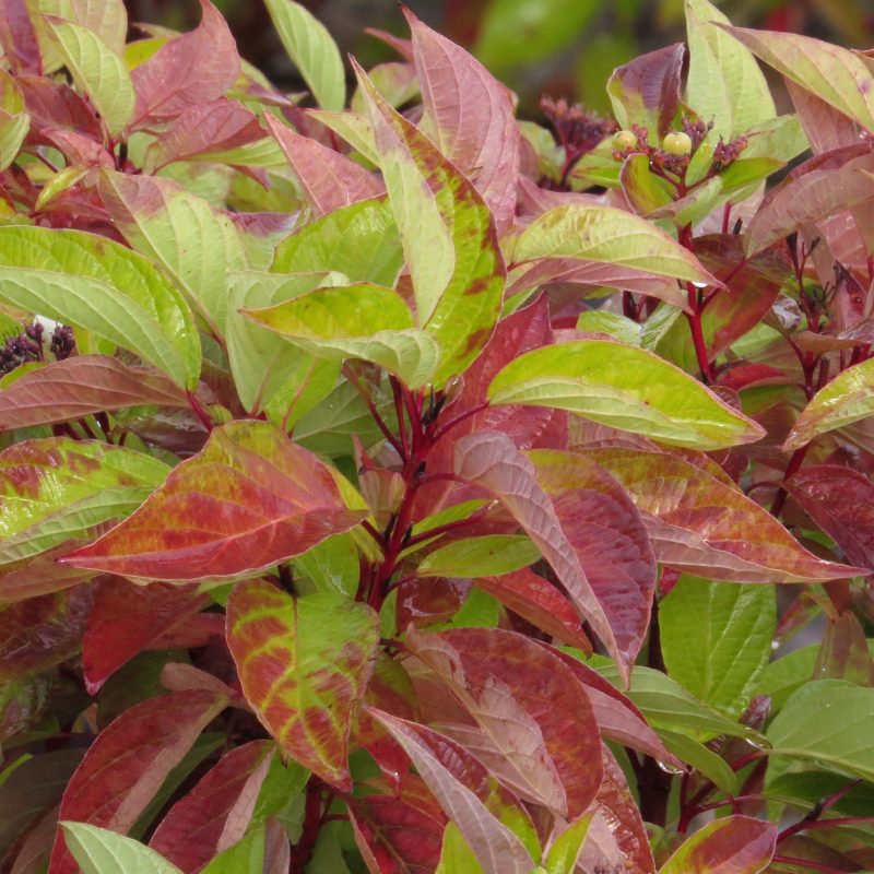 Cornus Firedance Cbailey89