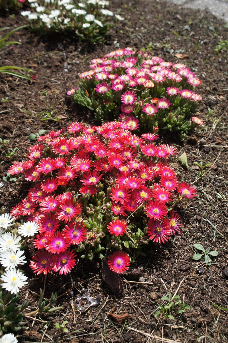 Delosperma Garnet Garden Cconceptplants