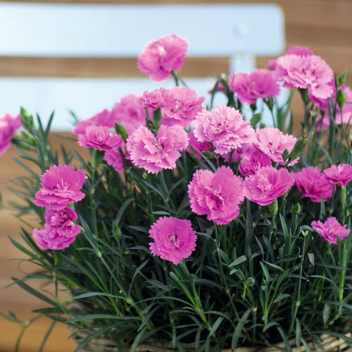 Dianthus EverLast Orchid Basket CBallHort1