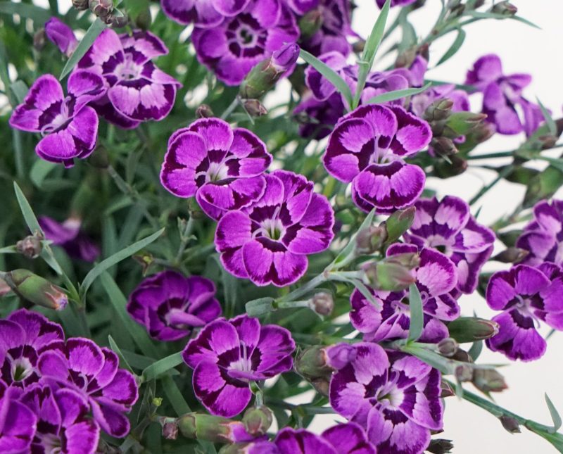 Dianthus EverLast Violet Blue Bloom CBall