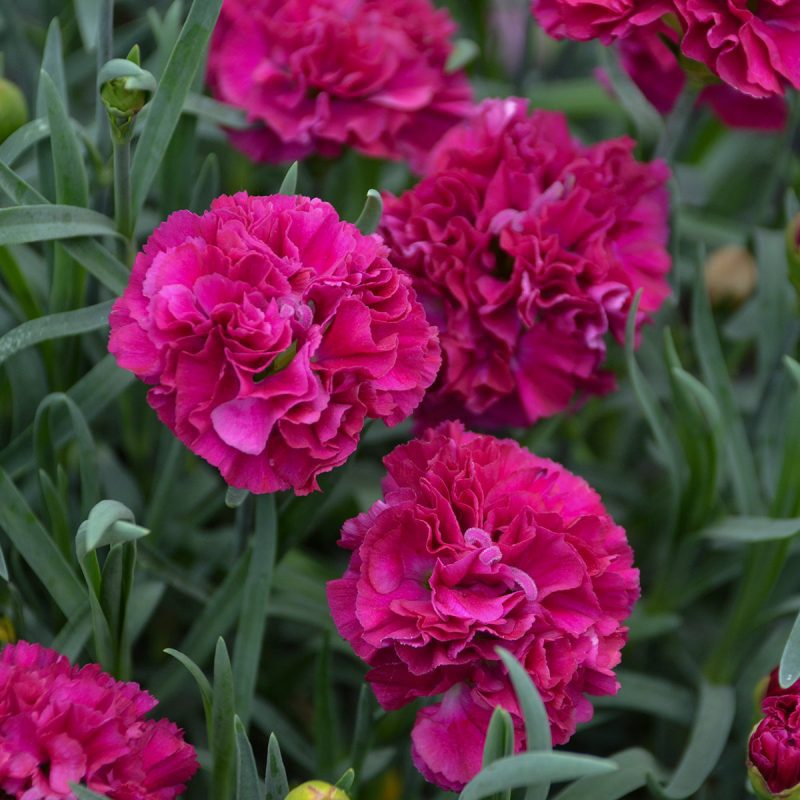 Dianthus Funky Fuchsia CWalter