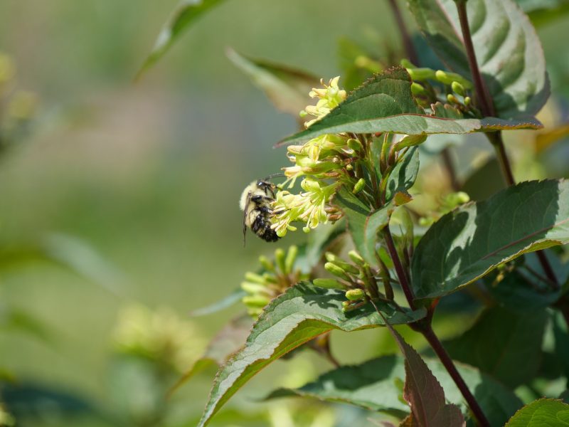 Diervilla ru bee wren Cspringmeadow