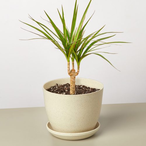 DracaenaMarginataCane FiberPot