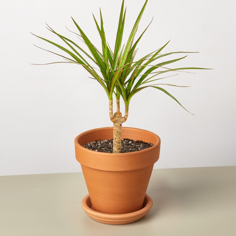 DracaenaMarginataCane TerraCotta