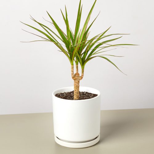 DracaenaMarginataCane WhiteRound