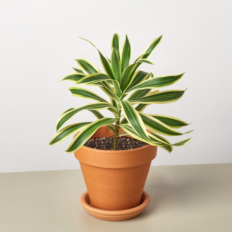 DracaenaSongofIndia TerraCotta