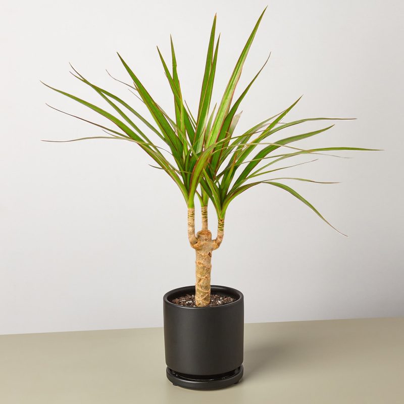 Dracaena Marginata Cane black round