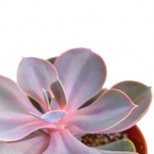 Echeveria 4 Plastic 1