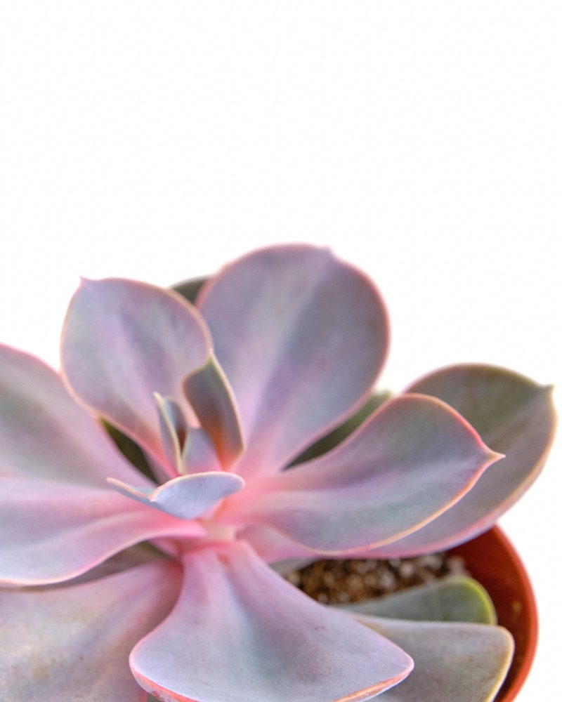 Echeveria 4 Plastic 1