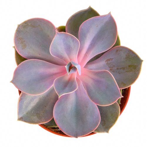 Echeveria 4 Plastic 2