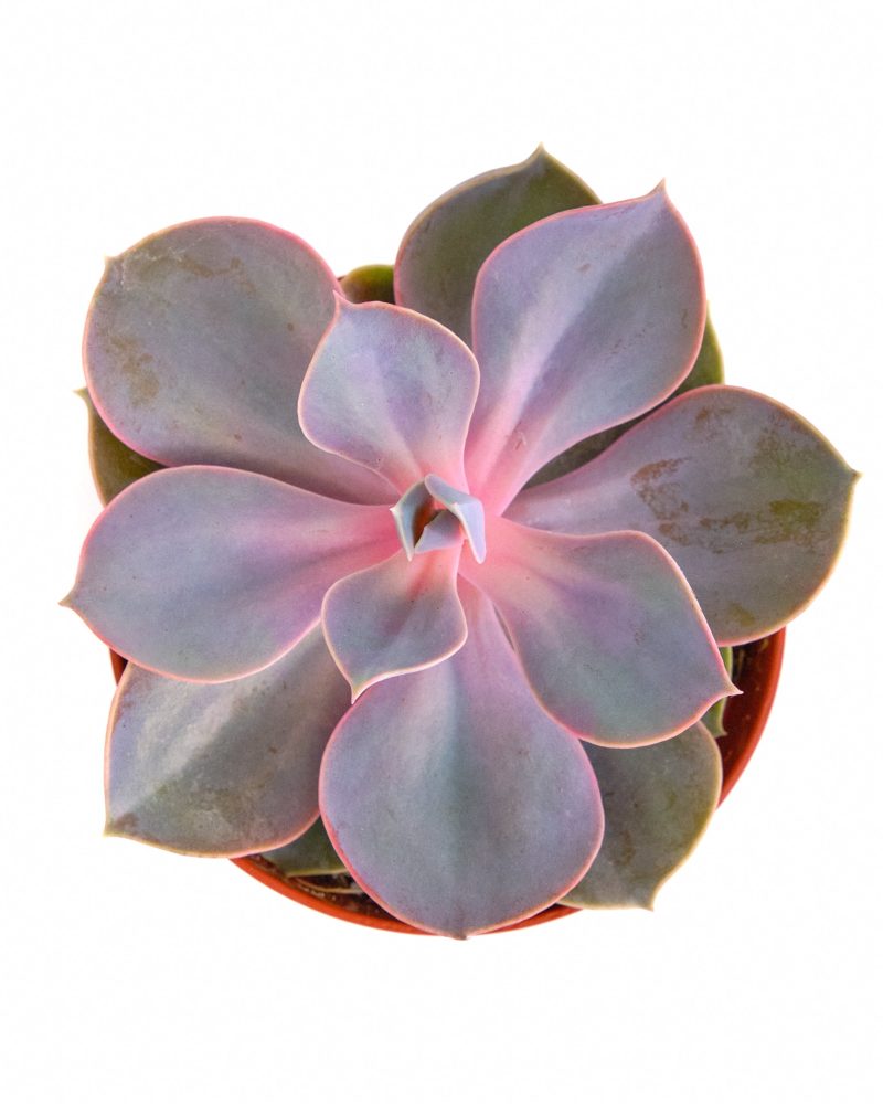 Echeveria 4 Plastic 2