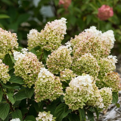 Hydrangea Pan Little Hottie CBailey2