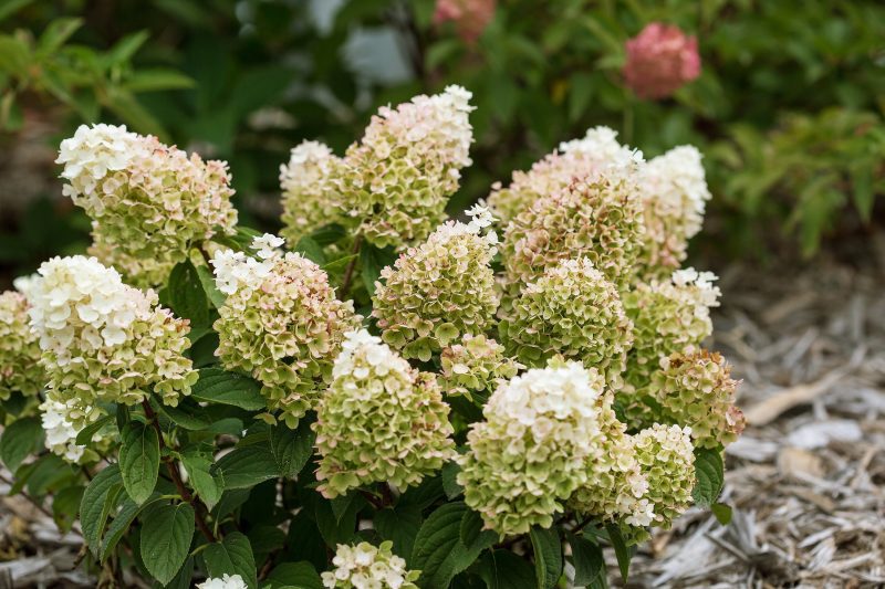 Hydrangea Pan Little Hottie CBailey2