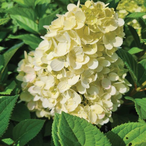 Hydrangea paniculata Little Lime Punch KPAX