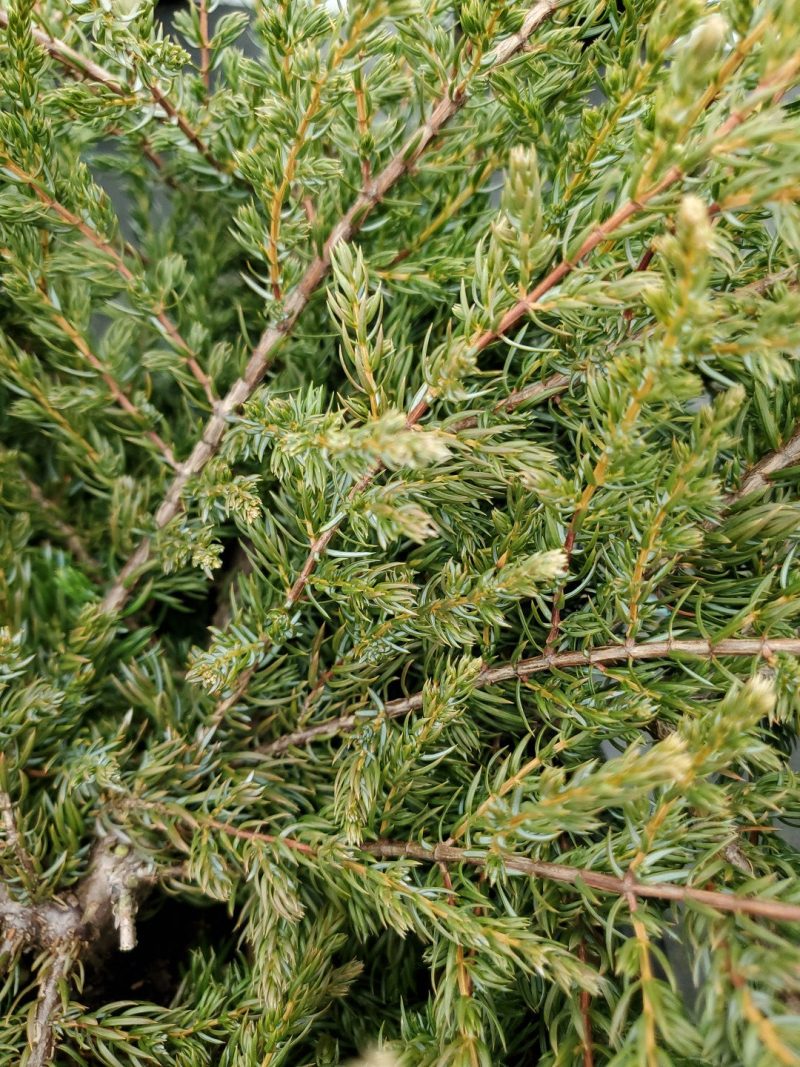 Juniperus alpine carpet tkane