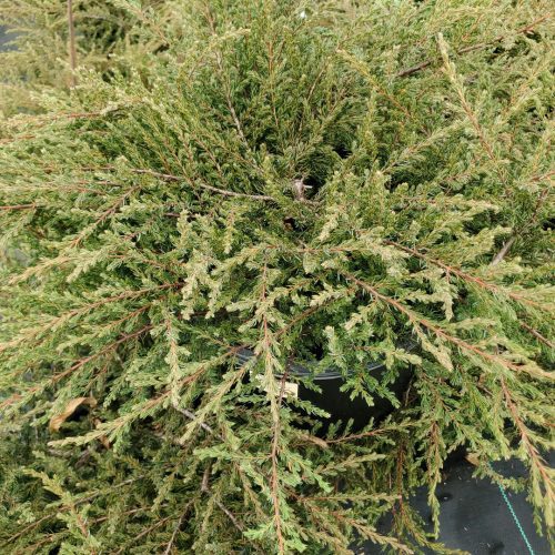 Juniperus alpine carpet tkane34