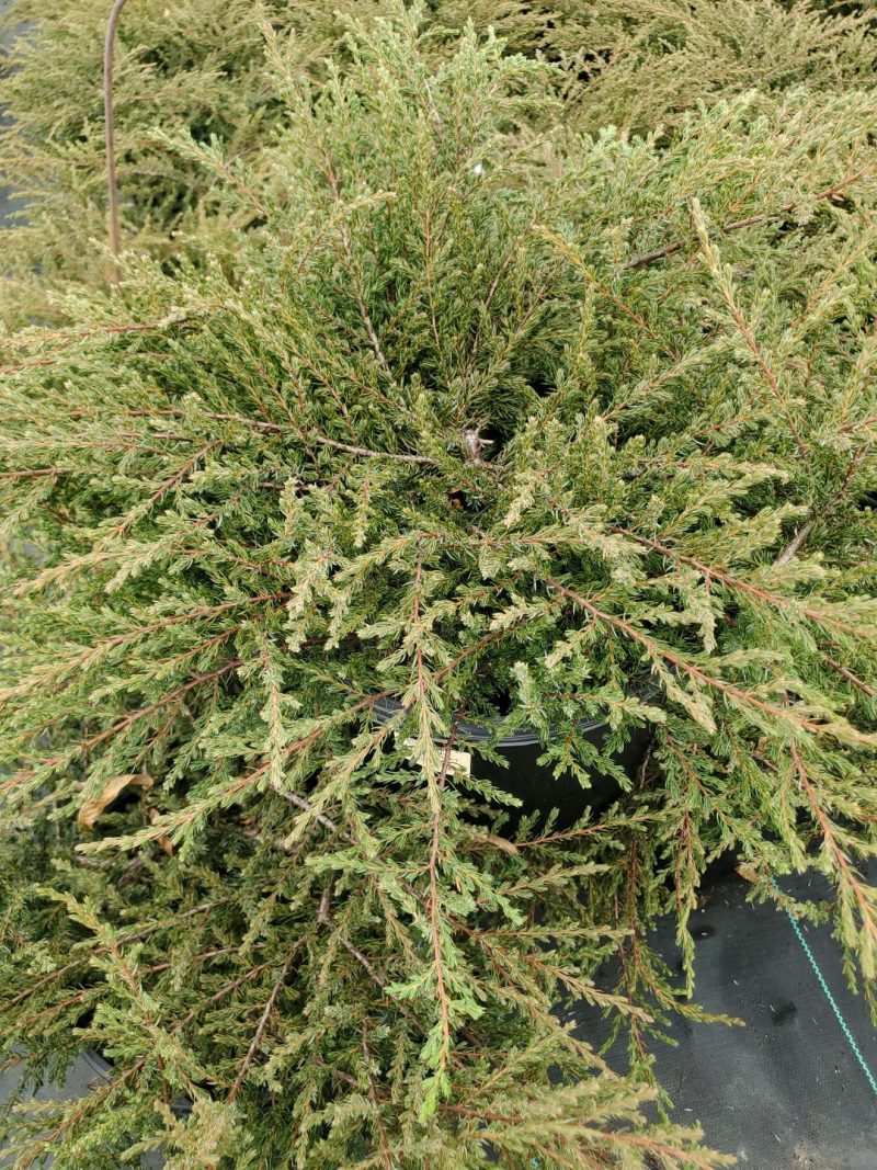 Juniperus alpine carpet tkane34