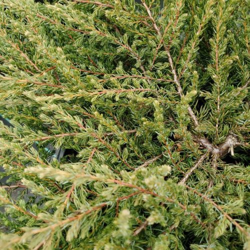 Juniperus alpine carpet tkane35