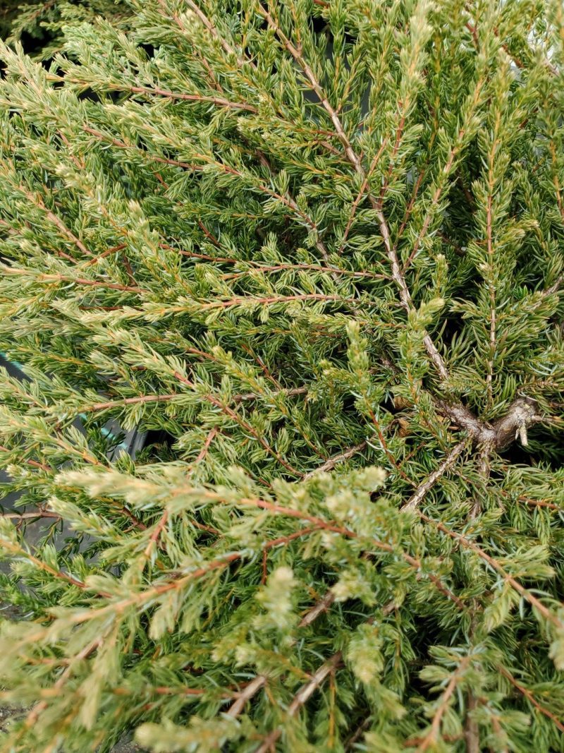 Juniperus alpine carpet tkane35