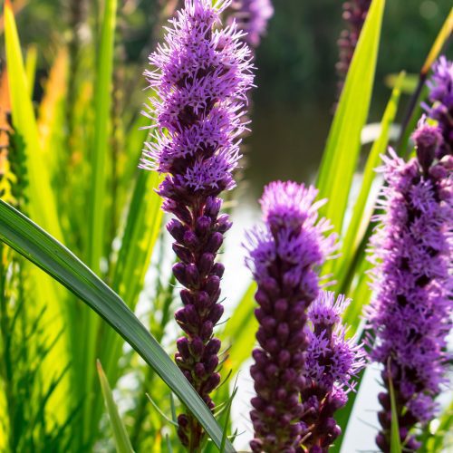 Liatris spicata Cdevroomen10