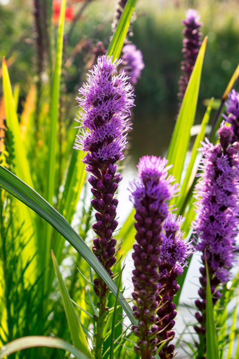 Liatris spicata Cdevroomen10